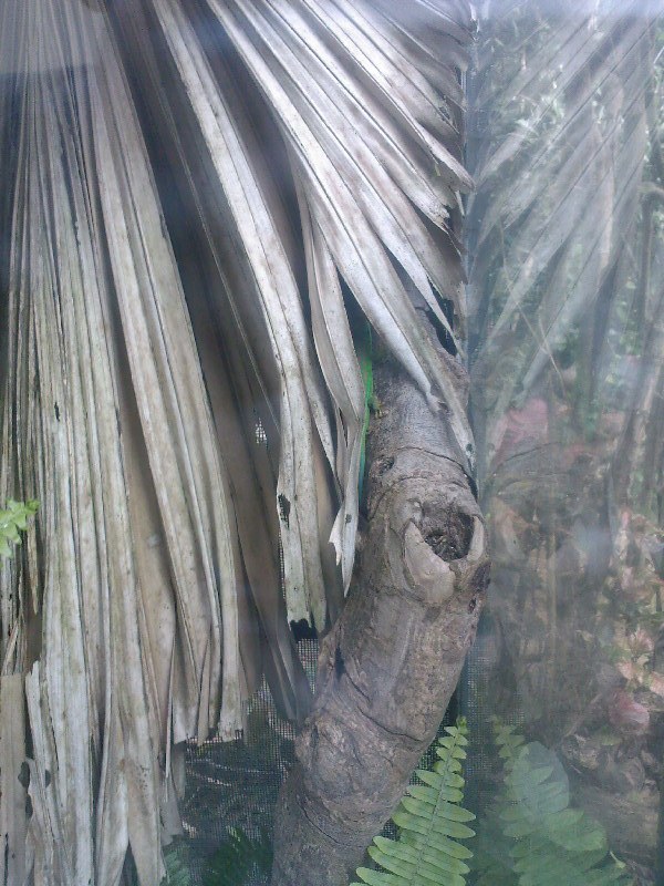 gal/Ile Maurice/SP_A0173_Reserve_des_Mascareignes.jpg
